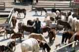 Geschäftsführer Dieter Ehrengruber inmitten der Tiere auf Gut -- Fotonachweis Gut Aiderbichl