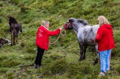 Fotonachweis Gut Aiderbichl) Gut Aiderbichl hat nach dem tragischen Unfall Esel „Joe“ und Pony „Melissa“ abgeholt und aufgenommen 
