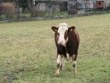 Fotonachweis Gut Aiderbichl) 
 Die junge Kuh „Lieni“ wurde heute am 24. Dezember von Gut Aiderbichl gerettet