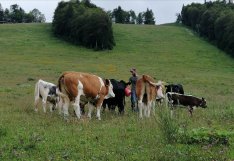 Foto (©Armin Buchegger): Spitzenkandidat der SP?- Bauern im Bezirk Gmunden Armin Buchegger mit seinen Kühen