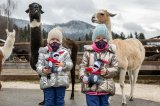 Die ersten beiden Besucherinnen haben heute ein Maskottchen, den Esel Marie, geschenkt bekommen und waren von den Lamas begeistert --- Fotonachweis Gut Aiderbichl