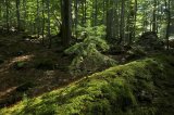 Artenvielfalt durch im Wald belassenes Totholz -- Fotos (c) vrisch