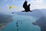 Flight over Lake Mondsee, Training 2021 -- Copyright Waldrappteam Conservation
