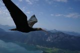 Northern Bald Ibis in flight during migration; picture H Wehner