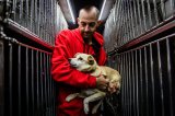 Fotonachweis Gut Aiderbichl, Lars Berg) Gut Aiderbichl konnte jetzt im Rahmen eines Ukraine-Noteinsatzes 45 Hunde und 10 Katzen aus einem Tierheim retten.