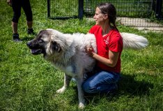 Fotonachweis Gut Aiderbichl) Herdenschutzhunde werden in Österreich in letzter Zeit vermehrt ausgesetzt