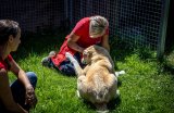 Fotonachweis Gut Aiderbichl) Herdenschutzhunde werden in Österreich in letzter Zeit vermehrt ausgesetzt